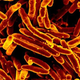 Illustration for article titled Tuberculosis may have been stalking humanity for 70,000 years